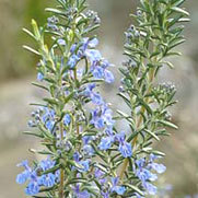 rosemary